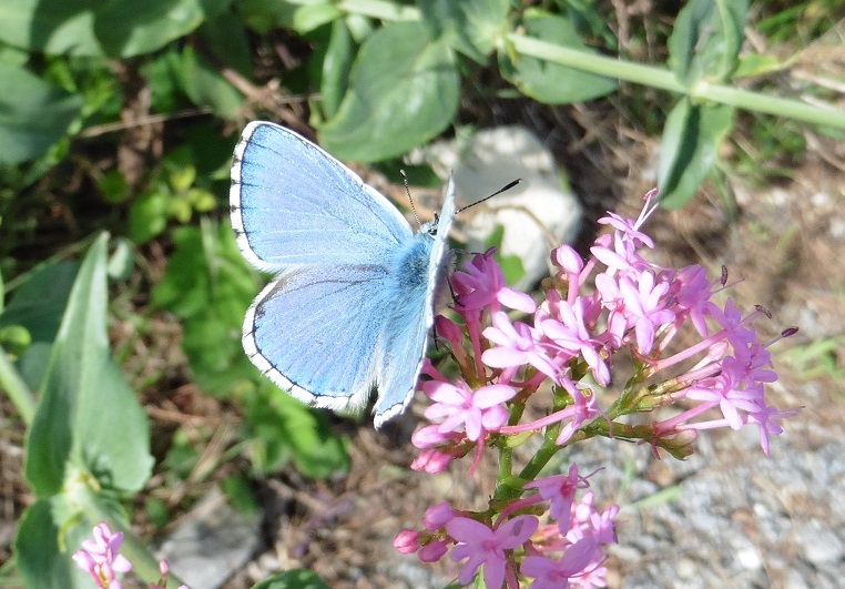 Lycaenidae da ID - Polyommatus bellargus